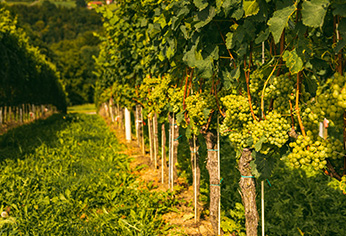 Torbiere del Sebino e Franciacorta - Oasi naturale