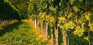 Tour Franciacorta con visita cantine